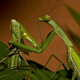 A female praying mantis with what’s left of her partner. (Image: Oliver Koemmerling)